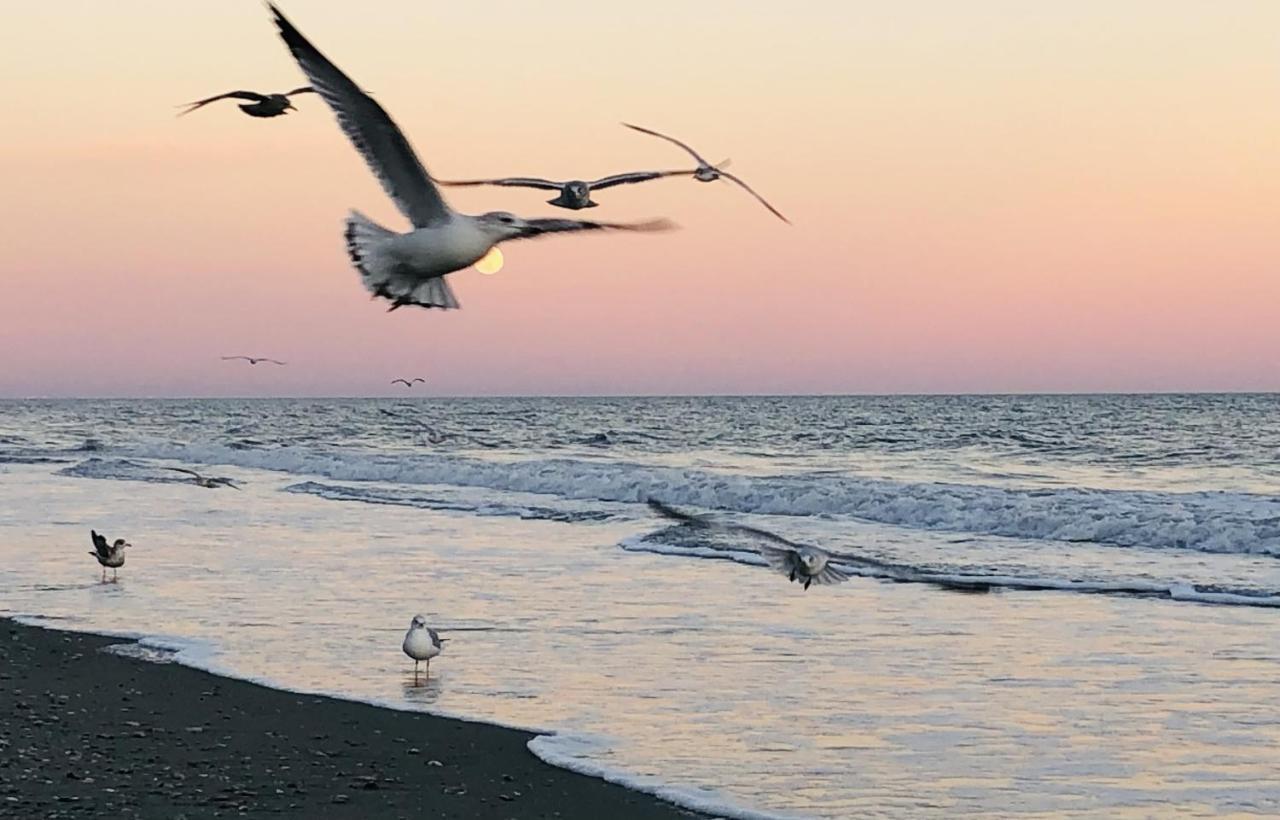 Huge Ocean Front Condo, Amazing Views Myrtle Beach Extérieur photo